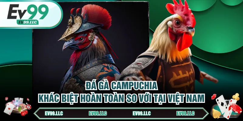 Đá gà Campuchia khác biệt hoàn toàn so với tại Việt Nam